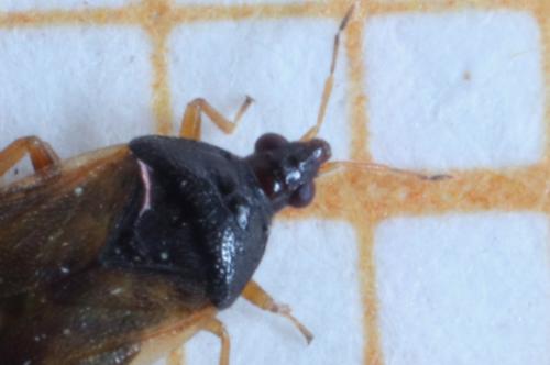 Orius sp.